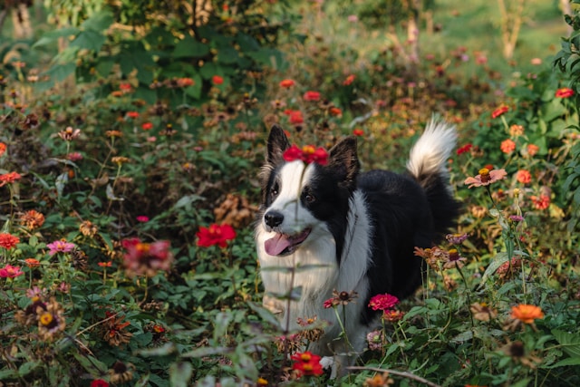 Are Scented Candles Bad for Your Pets?